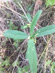 Bernardia multicaulis