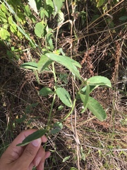 Bernardia multicaulis