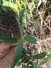 Bernardia multicaulis