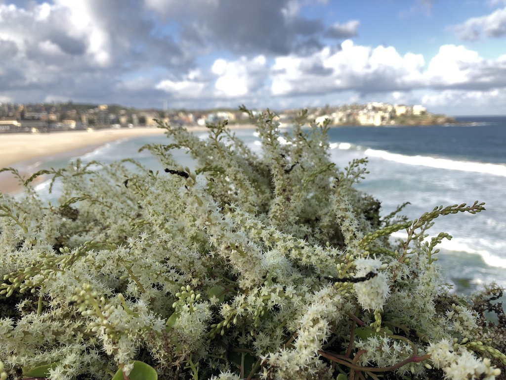 mignonette-vine-from-notts-avenue-bondi-beach-nsw-au-on-march-26