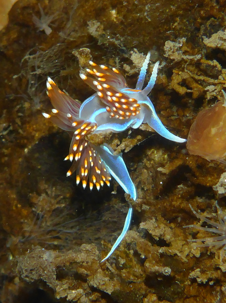 Myrrhinidae