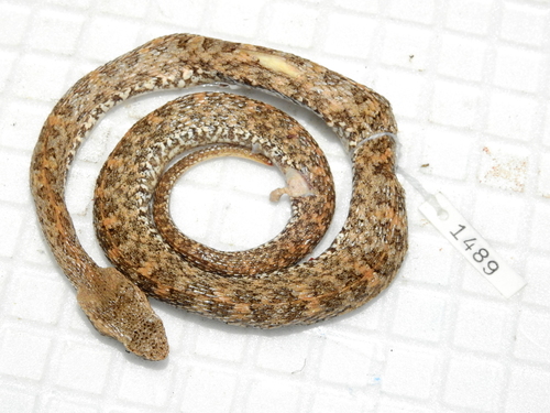 Western Hognose Viper