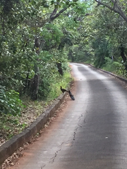 Penelope superciliaris