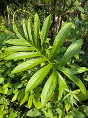 Lasia spinosa