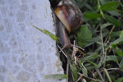 Lissachatina fulica