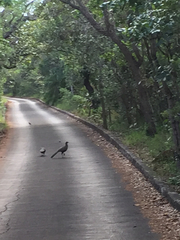 Penelope superciliaris