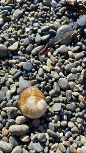 Sigapatella novaezelandiae