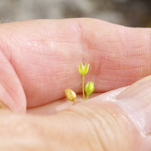 Arenaria benthamii, 2026-04-24