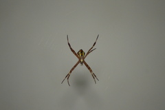 Argiope