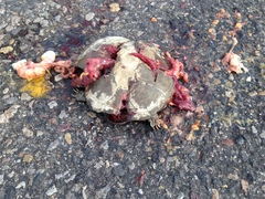 Kinosternon durangoense