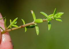 Crassula helmsii