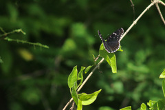 Chlosyne janais marianna