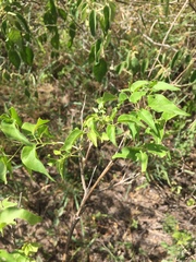 Amphilophium carolinae