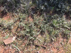 Ceanothus roderickii