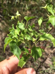 Amphilophium carolinae