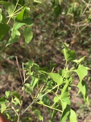 Amphilophium carolinae