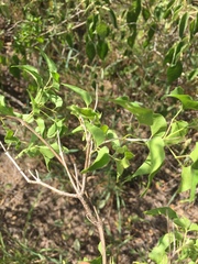 Amphilophium carolinae