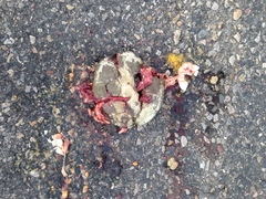 Kinosternon durangoense