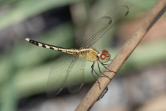 Erythrodiplax umbrata