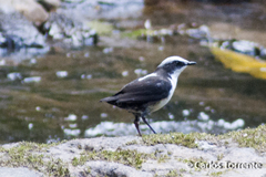 Cinclus leucocephalus