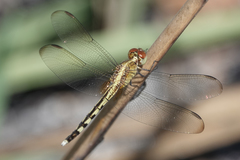 Erythrodiplax umbrata