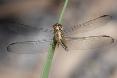 Erythrodiplax umbrata