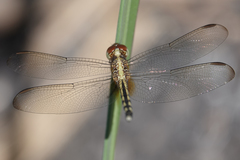 Erythrodiplax umbrata