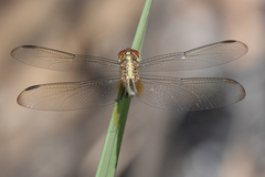 Erythrodiplax umbrata