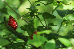 Peniocereus viperinus