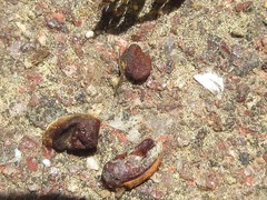 Glycine max soja