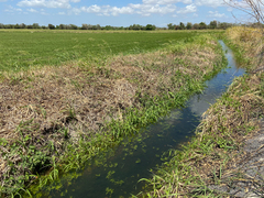 Erythrodiplax umbrata