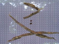 Glycine max soja