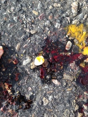 Kinosternon durangoense