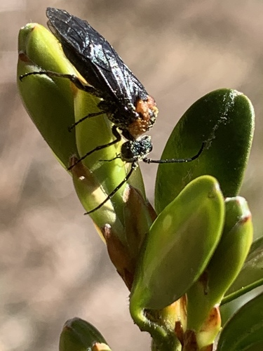 Early Sawfly photo 2