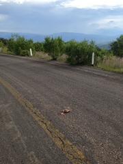 Kinosternon durangoense