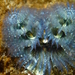 Spirobranchus spinosus - Photo 由 Robin Gwen Agarwal 所上傳的 (c) Robin Gwen Agarwal，保留部份權利CC BY-NC