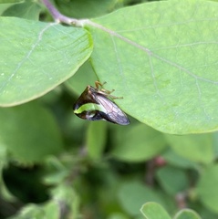Smilia fasciata