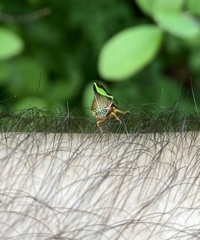 Smilia fasciata