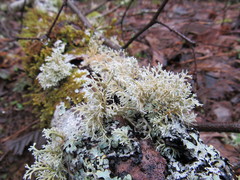 Sphaerophorus venerabilis