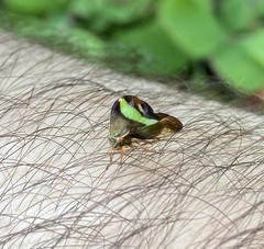 Smilia fasciata