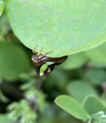 Smilia fasciata