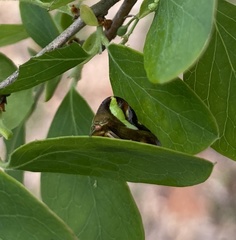 Smilia fasciata