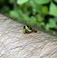 Smilia fasciata