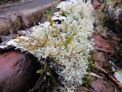 Sphaerophorus venerabilis