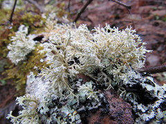 Sphaerophorus venerabilis