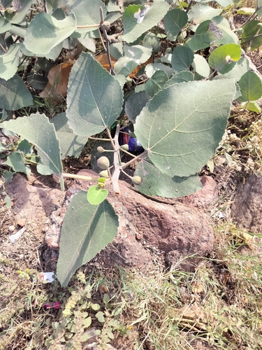 Ficus palmata, photograph 4