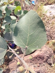 Ficus palmata, photograph (c) nirjesh gautam, some rights reserved (CC BY)