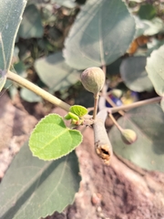 Ficus palmata, photograph (c) nirjesh gautam, some rights reserved (CC BY)