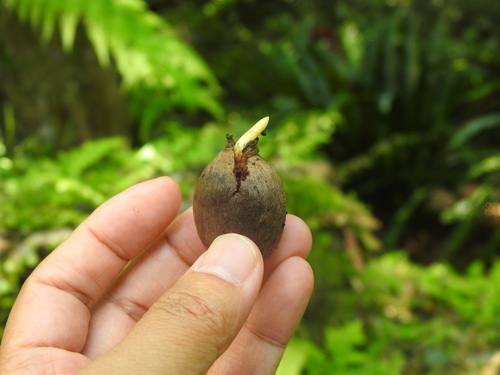 Quercus edithiae observed 2026-04-26