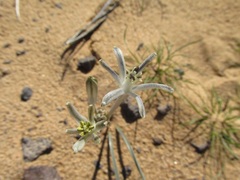 Androstephium breviflorum